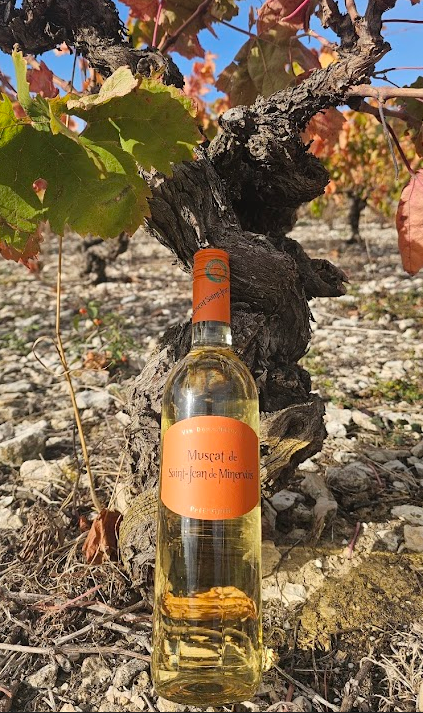 Muscat de Saint Jean de Minervois "Petit Grain"