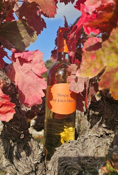 Muscat de Saint Jean de Minervois "Petit Grain"